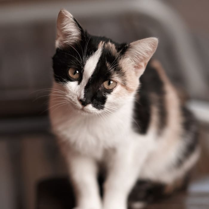 In-House Diagnostics