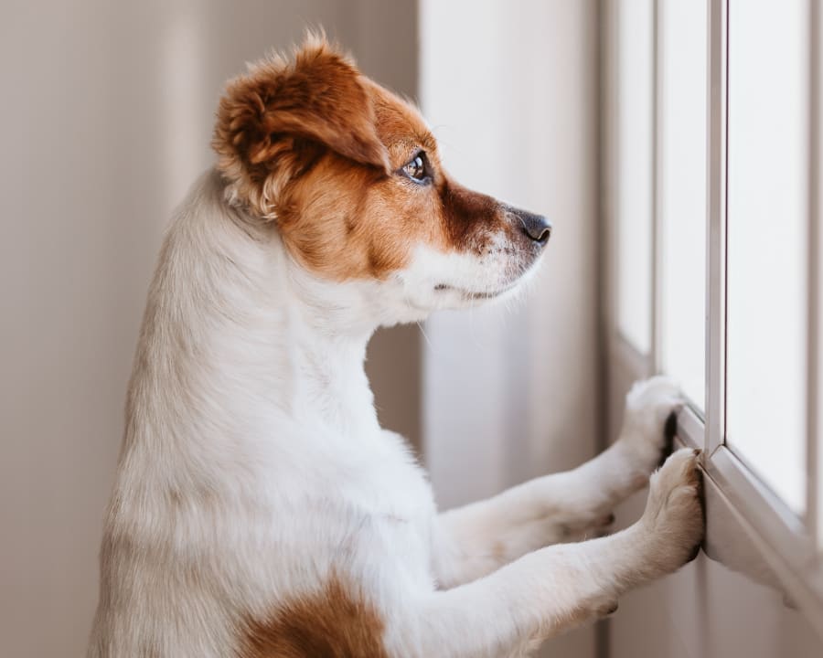 Benton Spay and Neuter Clinic